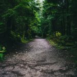 a dirt road in the middle of a forest